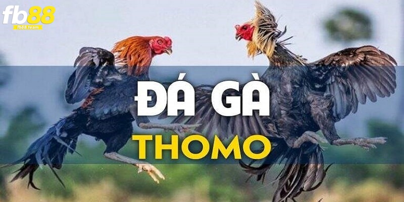 Giới thiệu về loại hình đá gà Thomo hấp dẫn? 