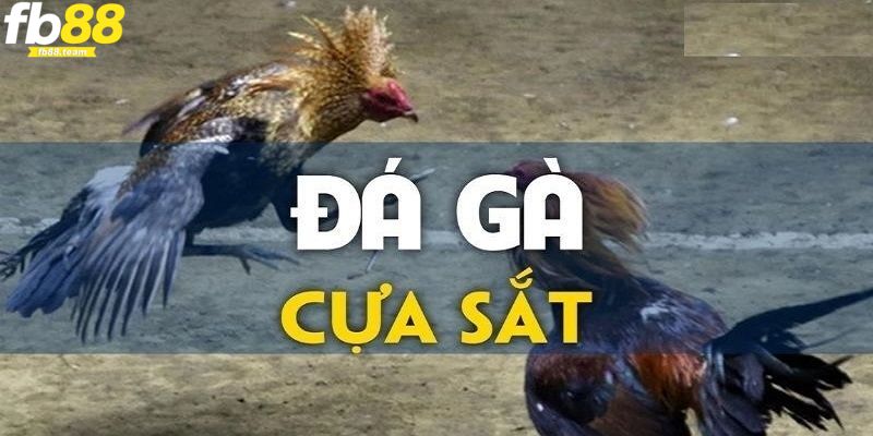 Những lợi ích khi kê thủ tham gia đá gà cựa sắt